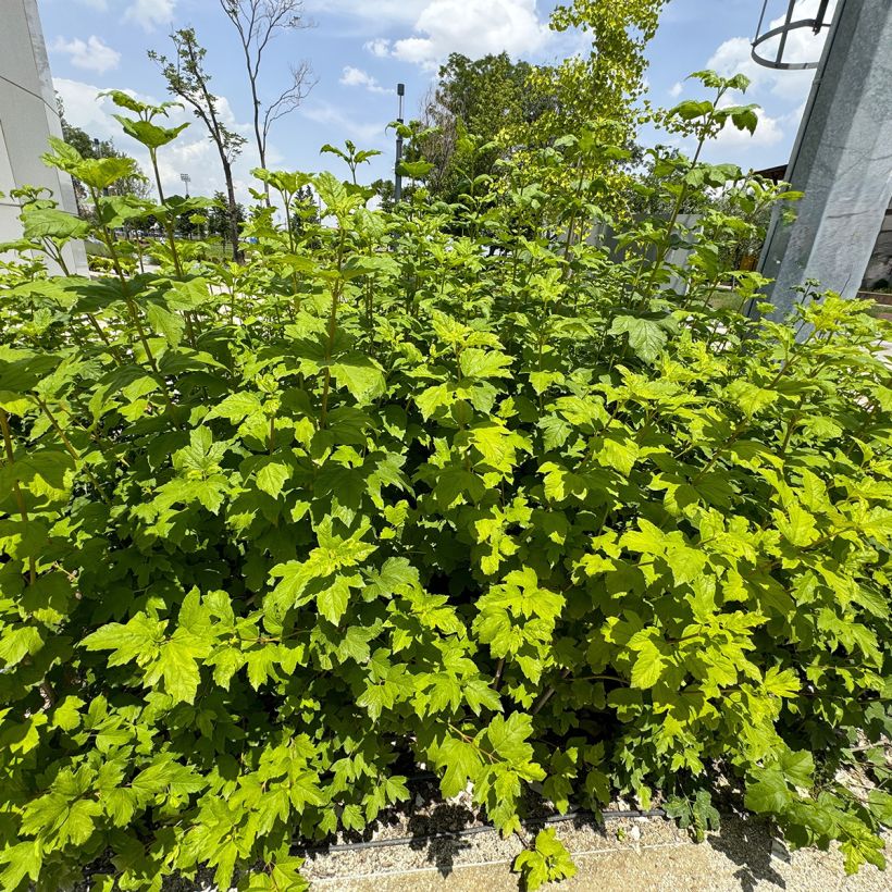 Hydrangea quercifolia Ruby Slippers (Plant habit)