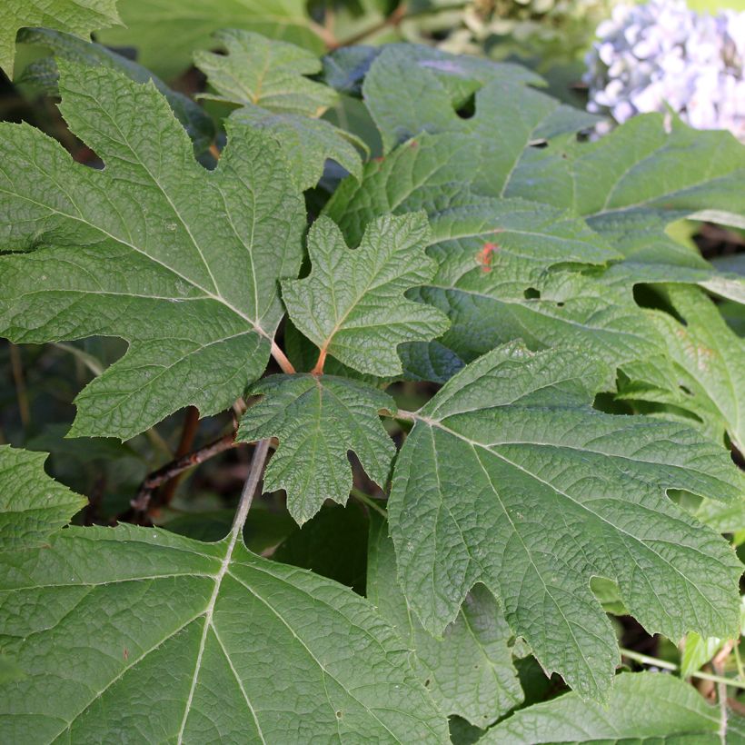 Hydrangea quercifolia Snow Queen (Foliage)