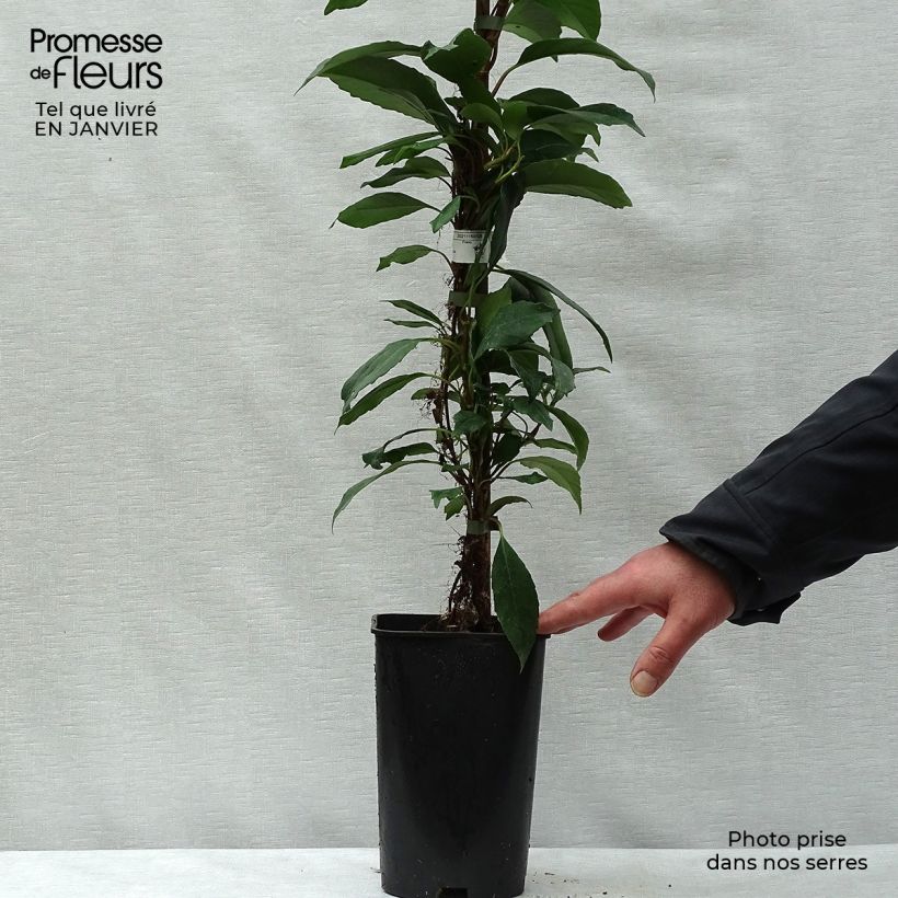 Hydrangea seemanii - Climbing Hydrangea 6L/7L pot sample as delivered in winter