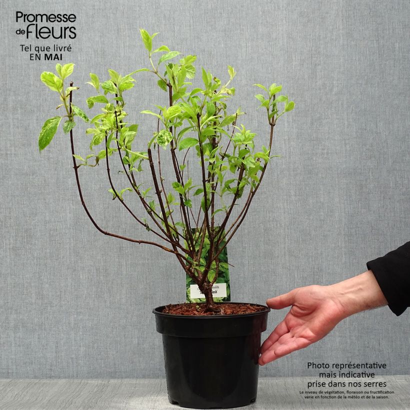 Hydrangea paniculata Shikoku Flash 3L/4L pot sample as delivered in spring
