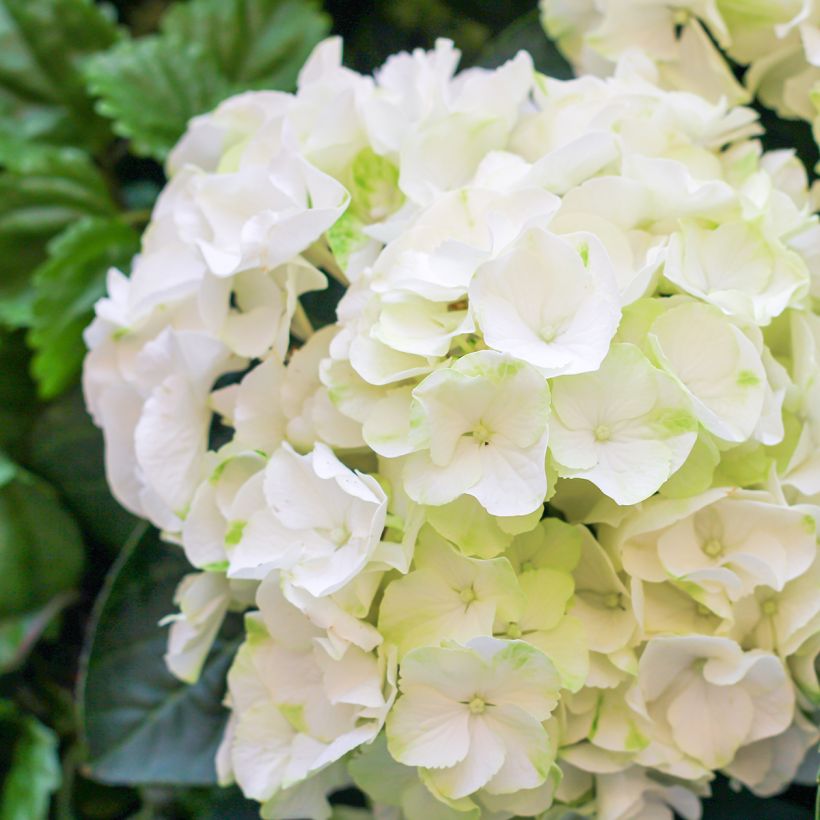 Hydrangea macrophylla Bright White (Flowering)