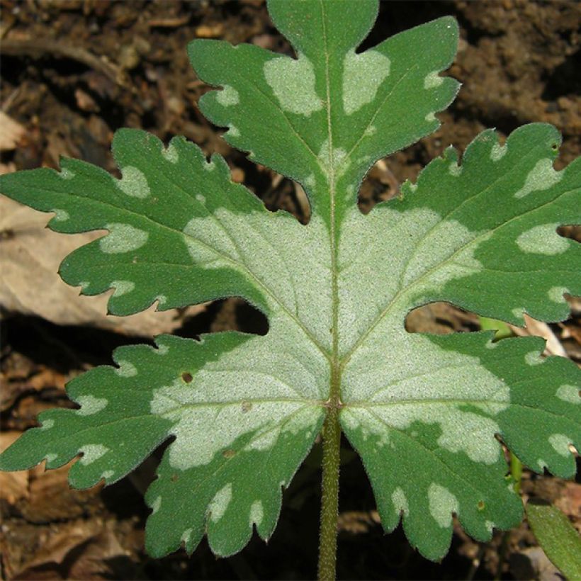 Hydrophyllum canadense (Foliage)