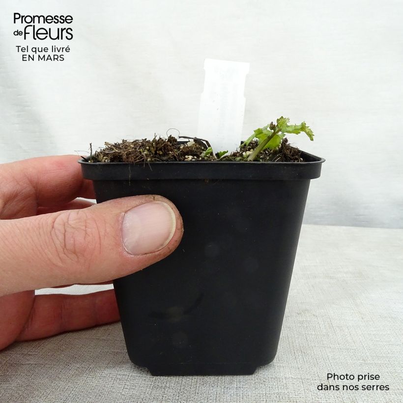 Hylomecon japonica 8/9 cm pot sample as delivered in spring