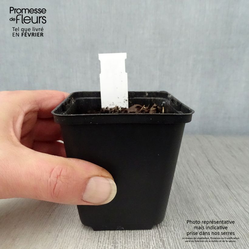 Hylomecon japonica 8/9 cm pot sample as delivered in winter