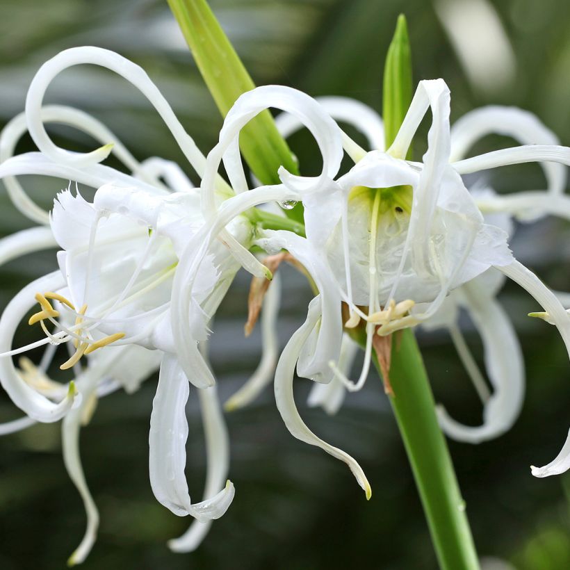 Hymenocallis x festalis Zwanenburg - Spider Lily (Flowering)