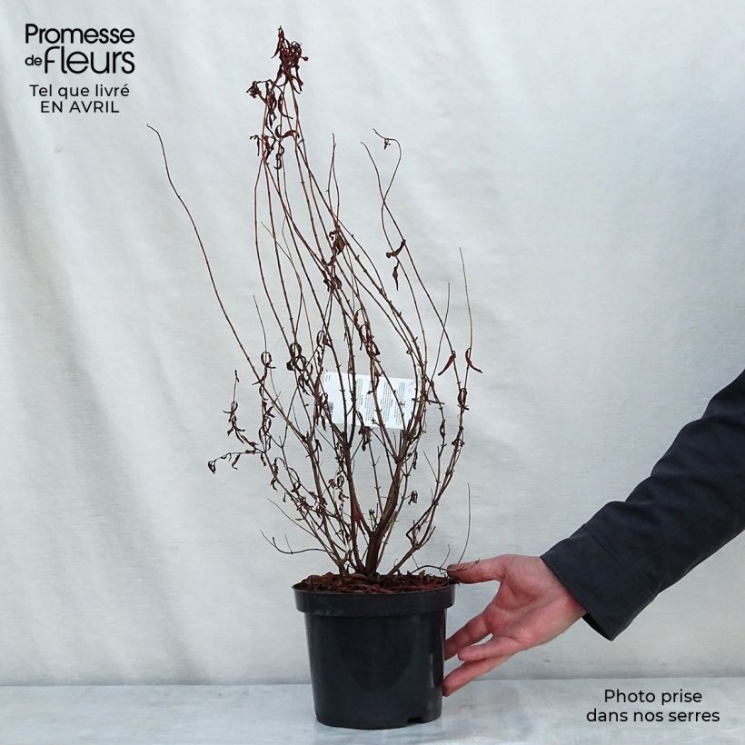 Hypericum Hidcote 2L/3L pot sample as delivered in spring