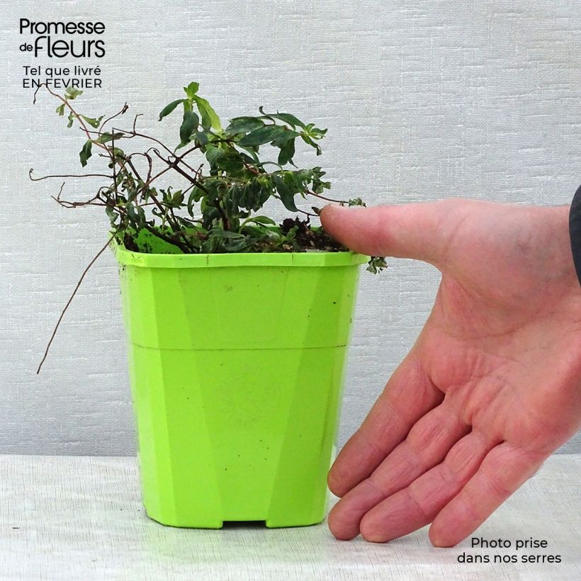 Hypericum inodorum Radiance - St. John's wort 1L/1.5L pot sample as delivered in winter