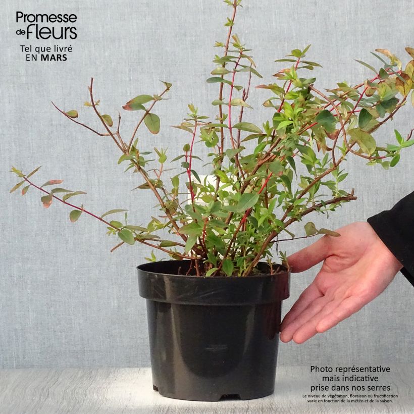 Hypericum x dummeri Peter Dummer - St. John's wort 3L/4L pot sample as delivered in spring