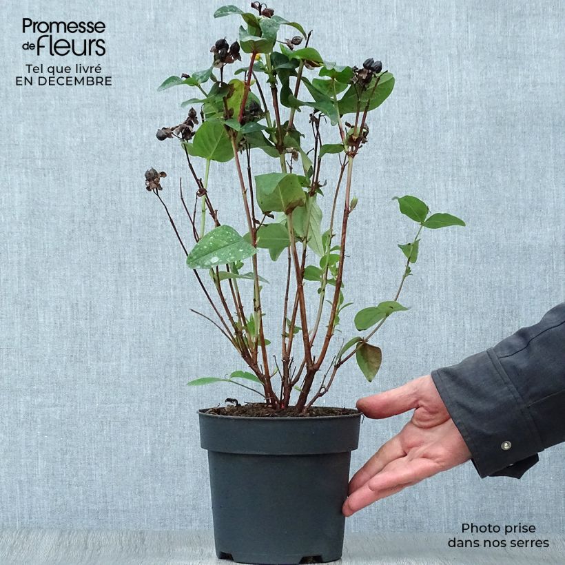 Hypericum inodorum Magical Red Flame KOLMAREF - St. John's wort 2L/3L pot sample as delivered in winter