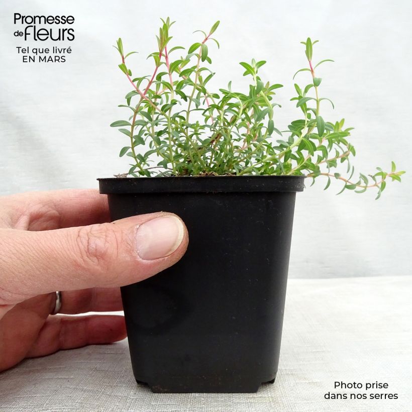 Hypericum olympicum Citrinum - St. John's wort 8/9 cm pot sample as delivered in winter