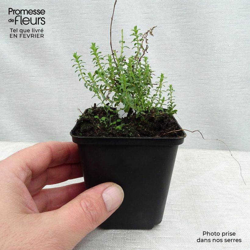 Hypericum olympicum - St. John's wort 8/9 cm pot sample as delivered in winter