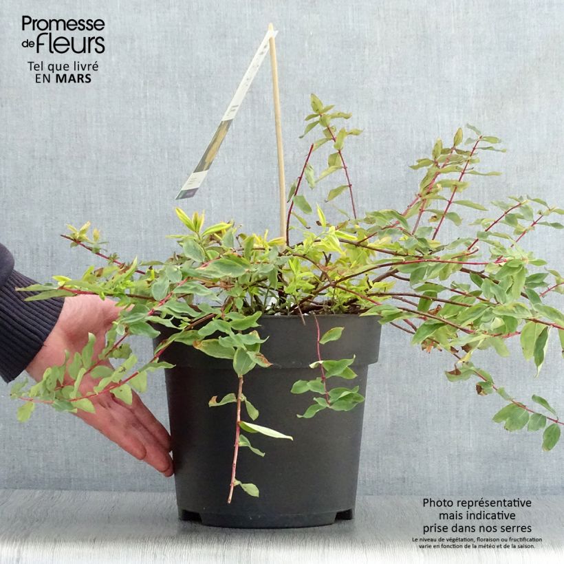 Hypericum x moserianum Little Misstery - St. John's wort 4L/5L pot sample as delivered in spring