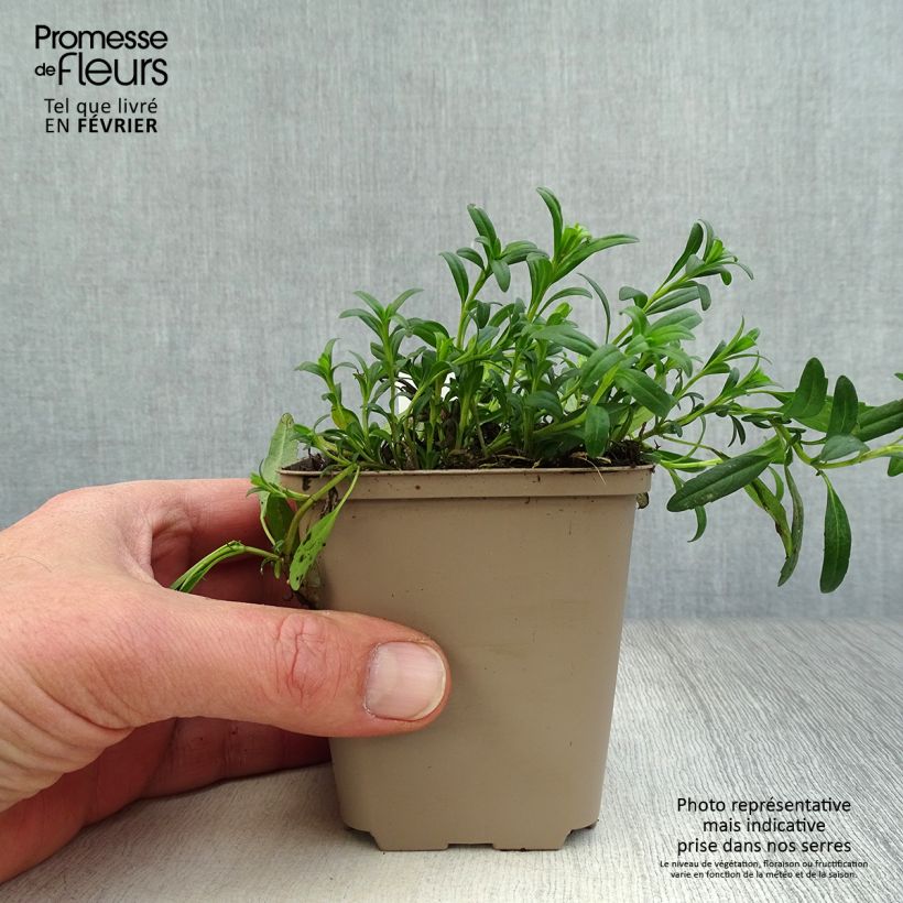 Hyssopus officinalis 8/9 cm pot sample as delivered in winter
