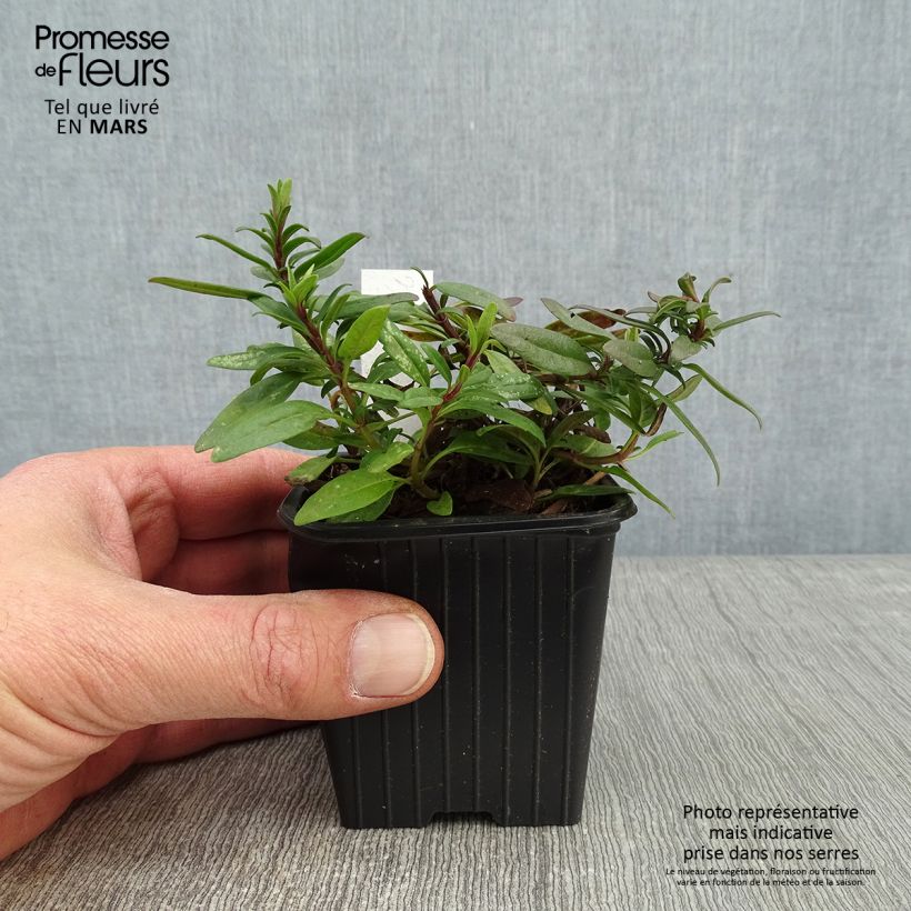 Hyssopus officinalis Roseus 8/9 cm pot sample as delivered in winter