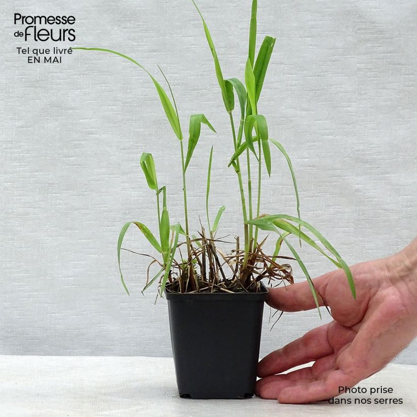 Hystrix patula 8/9 cm pot sample as delivered in spring