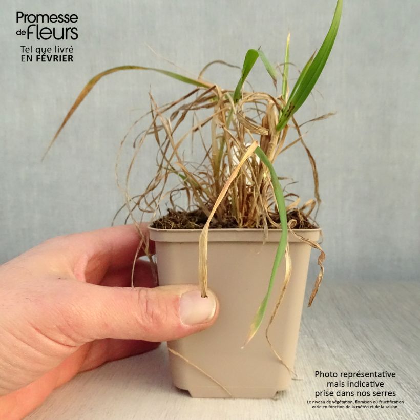 Hystrix patula 8/9 cm pot sample as delivered in winter