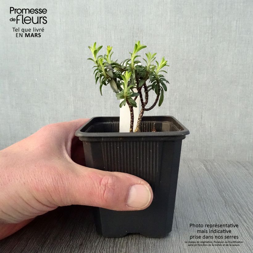 Iberis Absolutely Amethyst 8/9 cm pot sample as delivered in spring