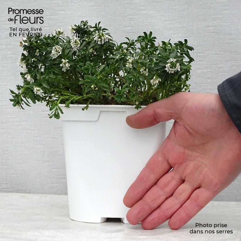 Iberis sempervirens 2L/3L pot sample as delivered in winter