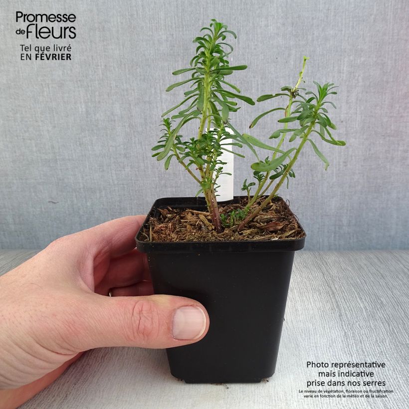 Iberis sempervirens 8/9 cm pot sample as delivered in winter