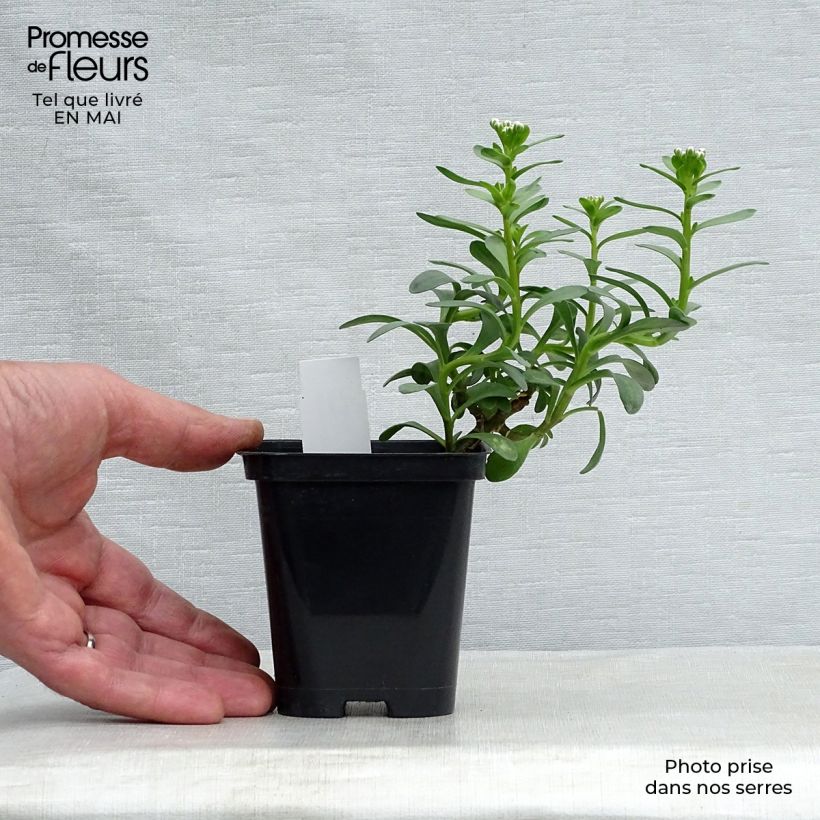 Iberis sempervirens Masterpiece 8/9 cm pot sample as delivered in spring