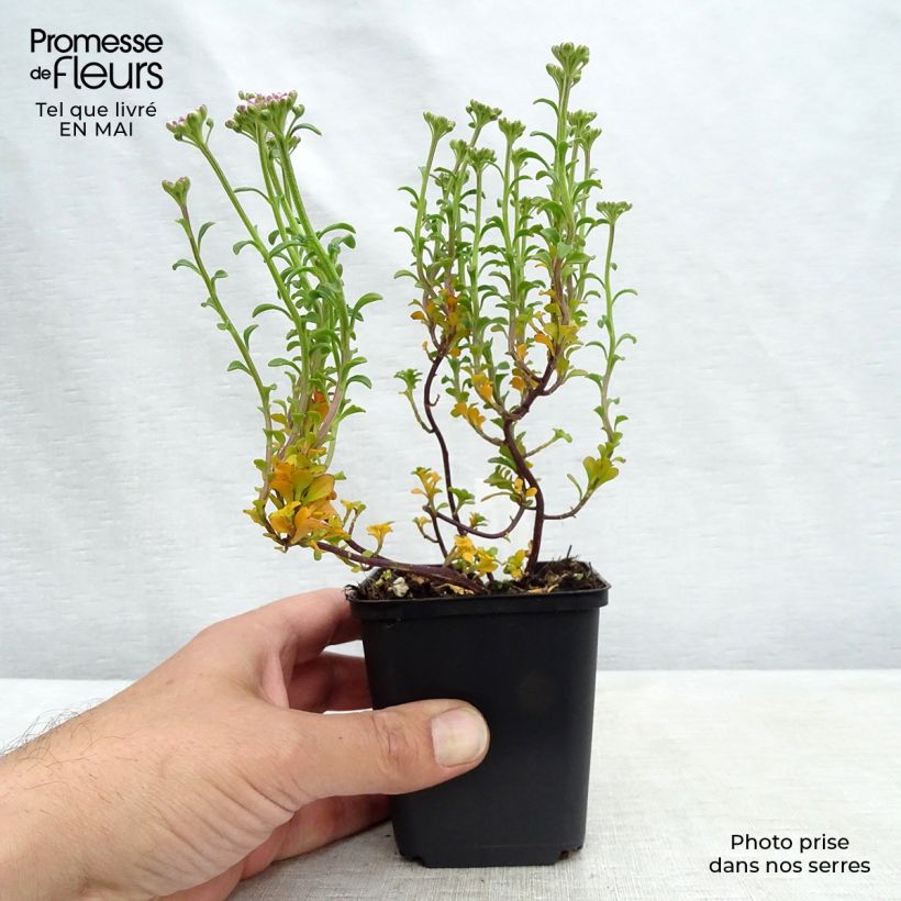 Iberis sempervirens Pink Ice 8/9 cm pot sample as delivered in spring