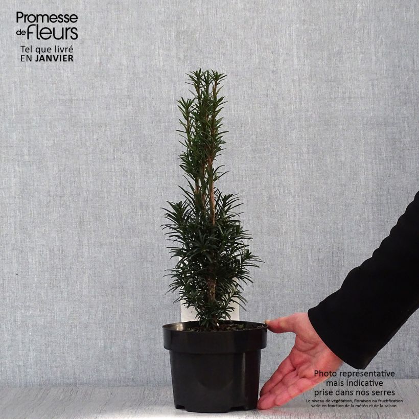 Taxus baccata fastigiata Black Tower 2L/3L pot sample as delivered in winter