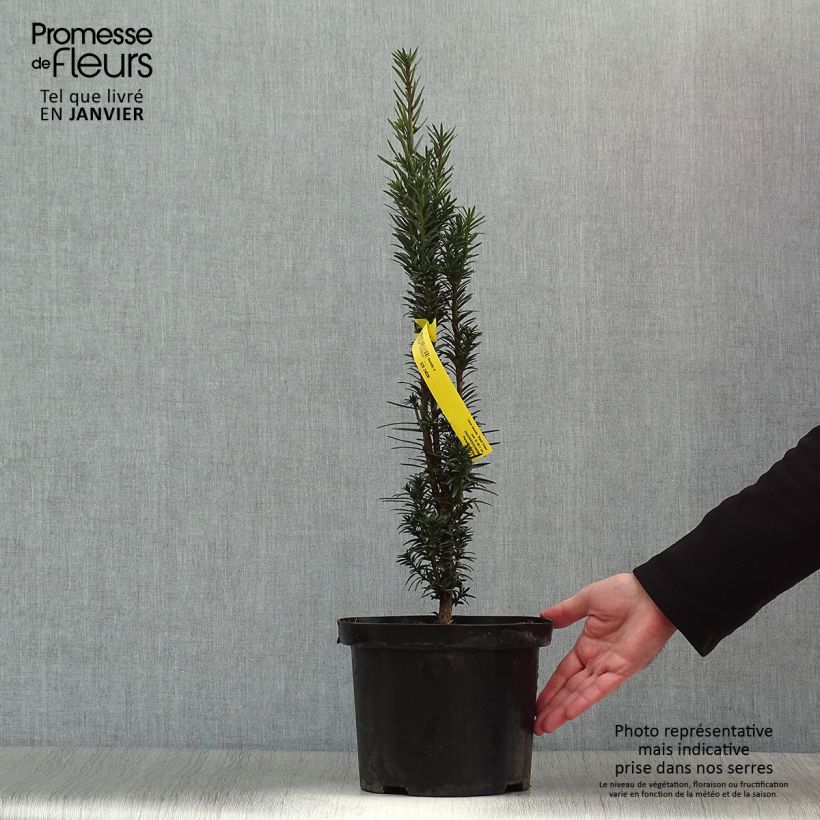 Taxus baccata fastigiata Black Tower 4L/5L pot sample as delivered in winter