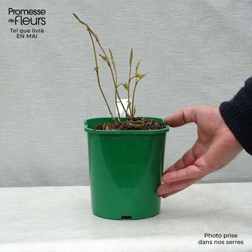 Dioscorea batatas - Chinese yam 2L/3L pot sample as delivered in spring