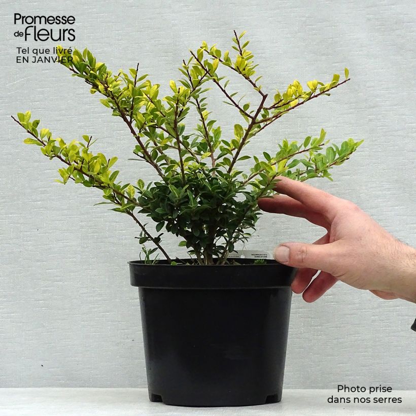 Ilex crenata Golden Gem - Japanese Holly 2L/3L pot sample as delivered in winter