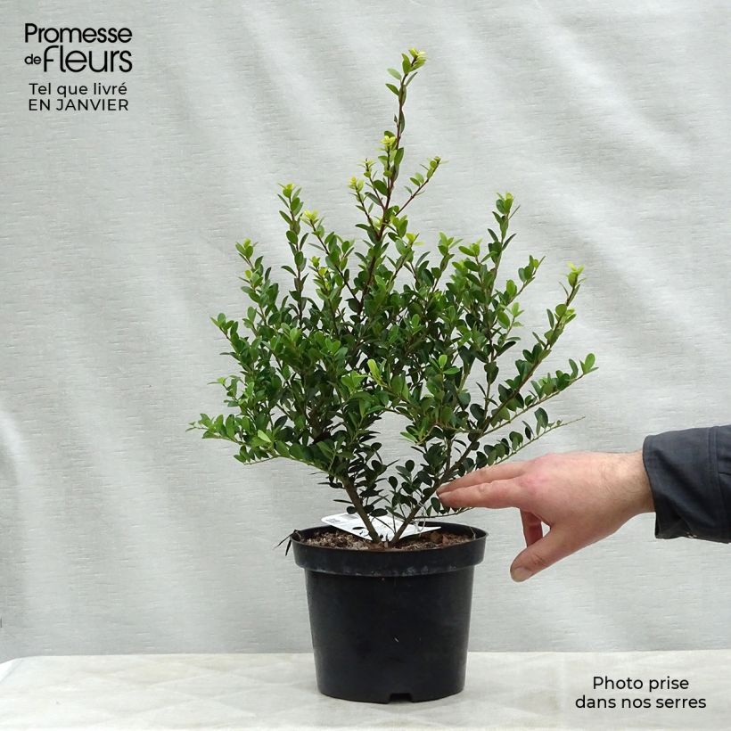 Ilex crenata Green Hedge - Japanese Holly 2L/3L pot sample as delivered in winter