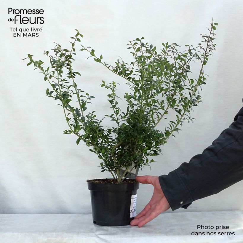 Ilex crenata Stokes - Japanese Holly 2L/3L pot sample as delivered in spring
