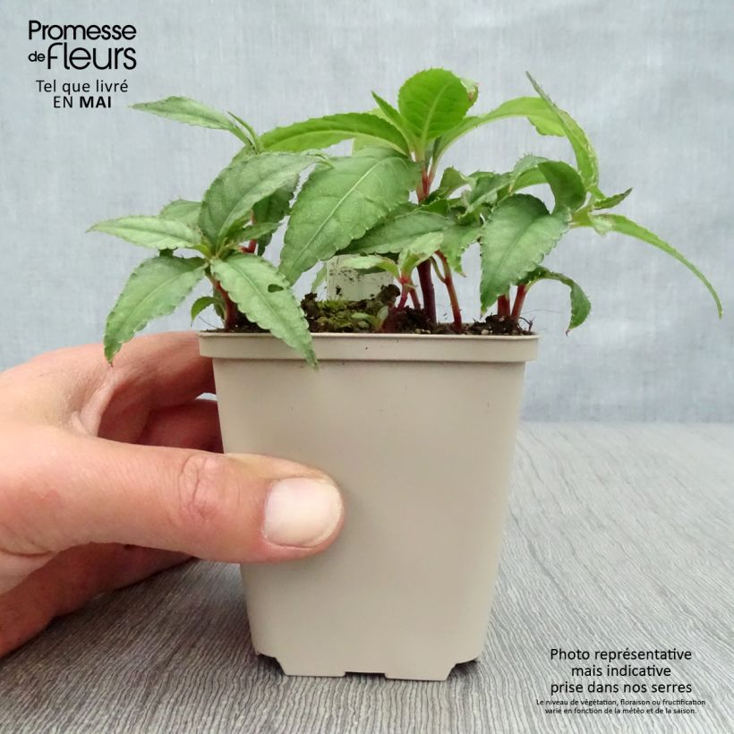 Impatiens omeiana Ice Storm 8/9 cm pot sample as delivered in spring