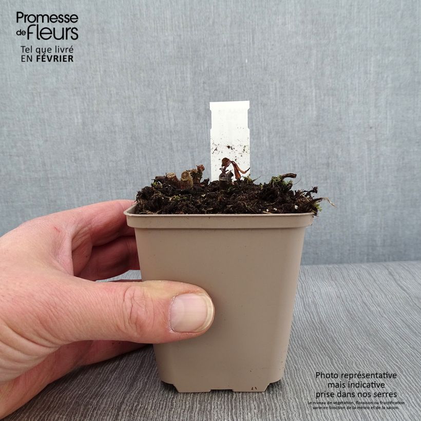 Impatiens omeiana Ice Storm 8/9 cm pot sample as delivered in winter