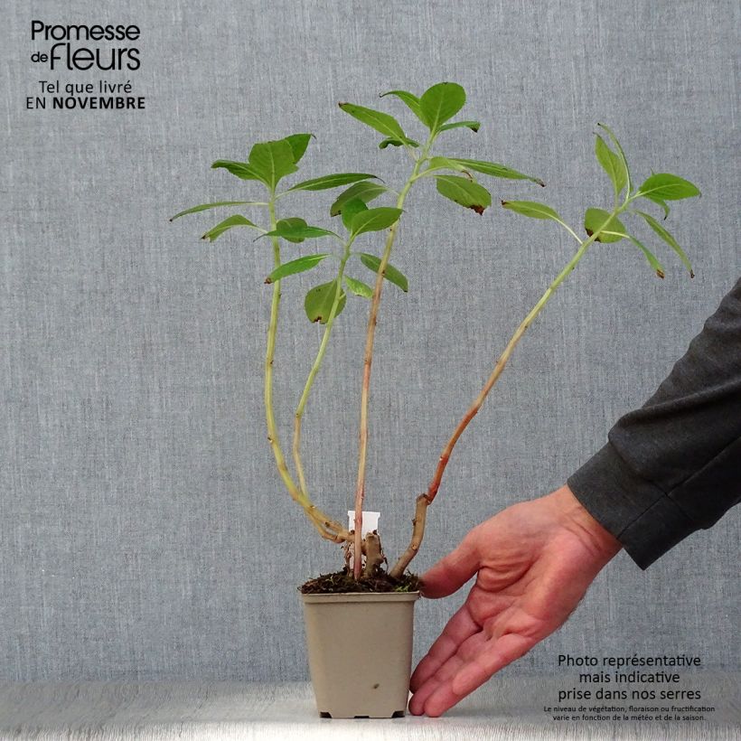 Impatiens tinctoria 8/9 cm pot sample as delivered in autumn