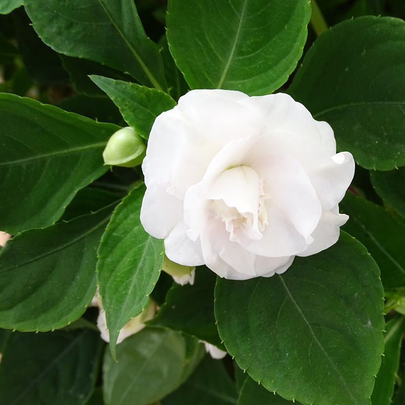 Impatiens walleriana Double White - Busy Lizzie (Flowering)