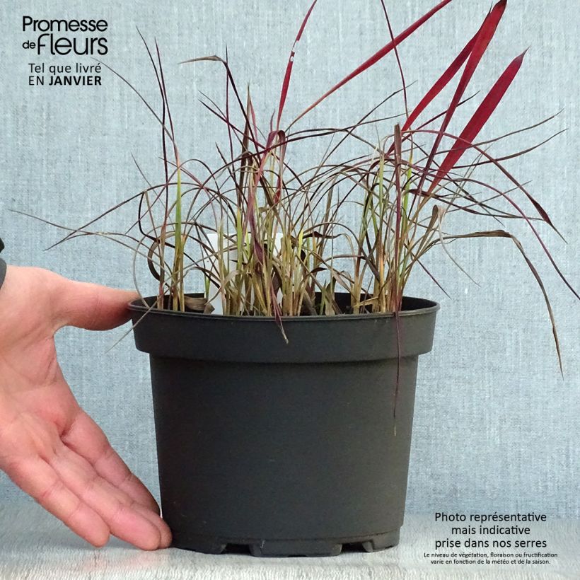 Imperata cylindrica Red Baron 2L/3L pot sample as delivered in winter