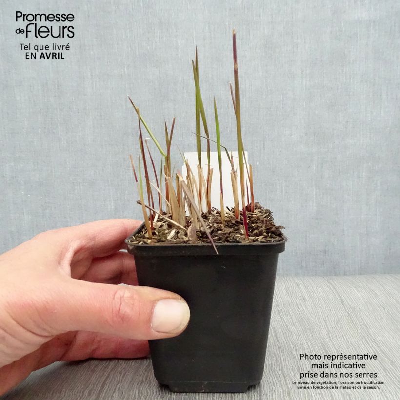 Imperata cylindrica Red Baron 8/9 cm pot sample as delivered in spring