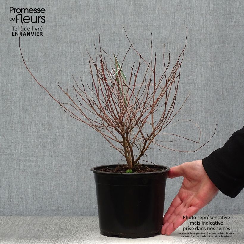 Indigofera heterantha 2L/3L pot sample as delivered in winter