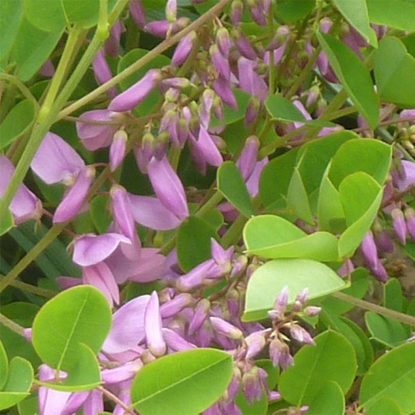 Indigofera kirilowii (Flowering)