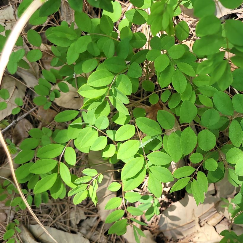 Indigofera kirilowii (Foliage)