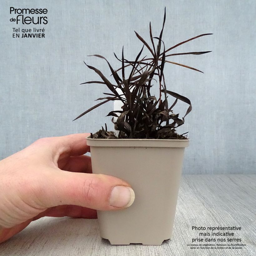 Inula ensifolia  8/9 cm pot sample as delivered in winter