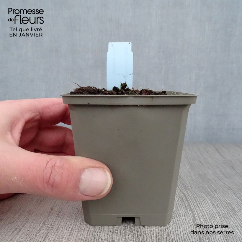 Inula helenium 8/9 cm pot sample as delivered in winter