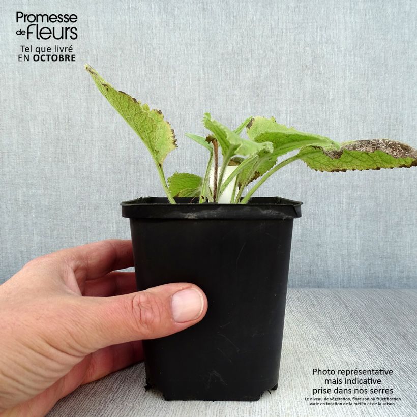 Inula magnifica  8/9 cm pot sample as delivered in autumn