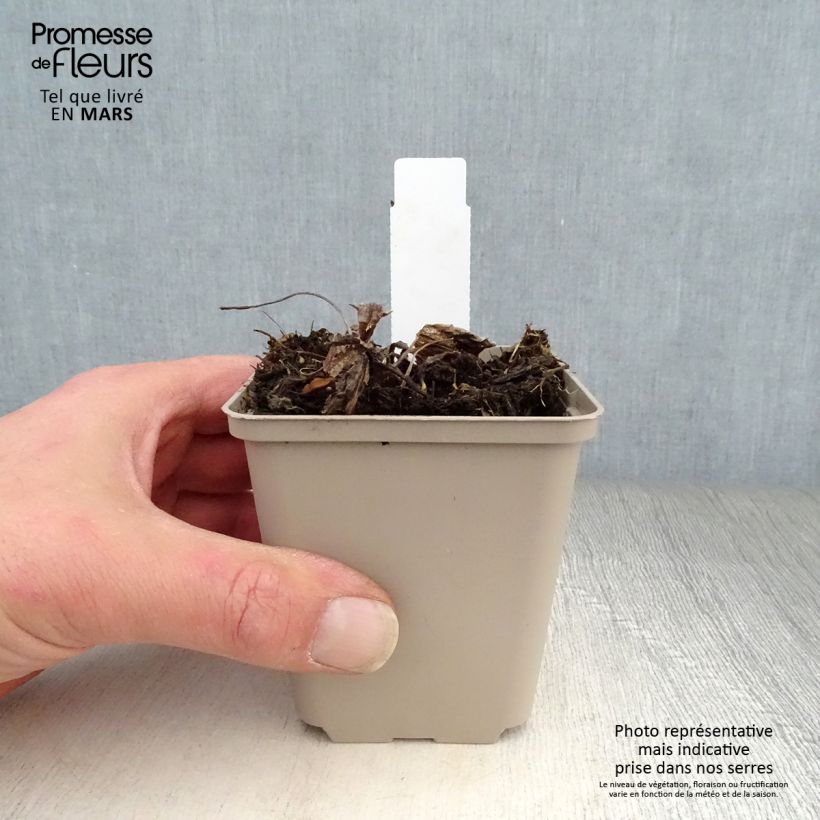 Inula orientalis  8/9 cm pot sample as delivered in spring