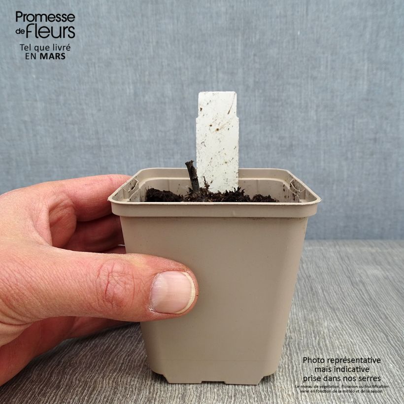 Inula orientalis  8/9 cm pot sample as delivered in winter