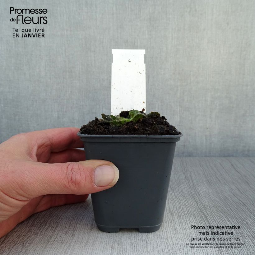 Inula rhizocephala  8/9 cm pot sample as delivered in winter