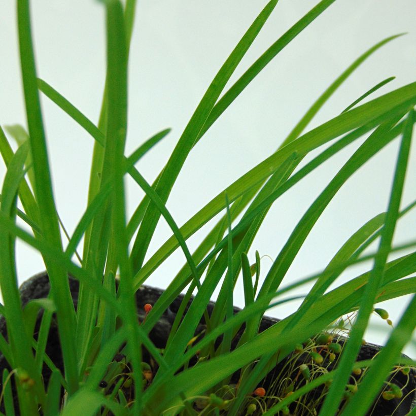 Ipheion uniflorum (Foliage)