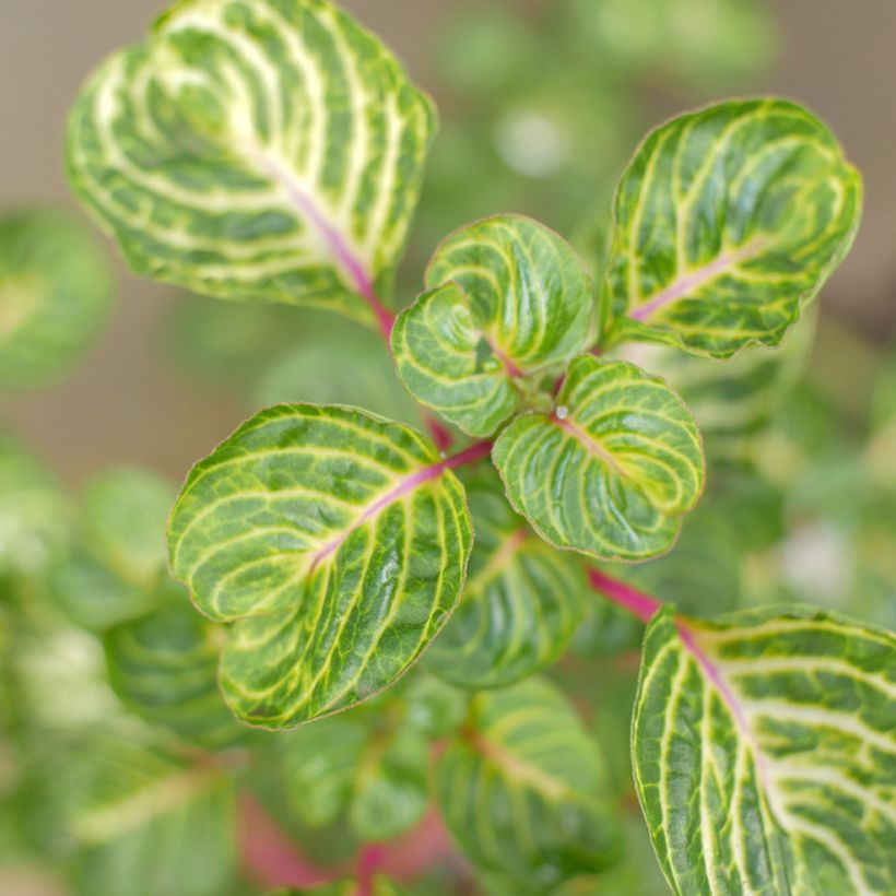 Iresine herbstii  - Bloodleaf plant (Foliage)