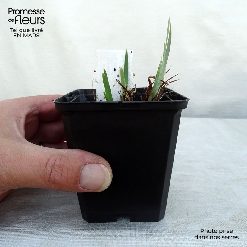 Iris sibirica Ruffled Velvet - Siberian Iris 8/9 cm pot sample as delivered in winter