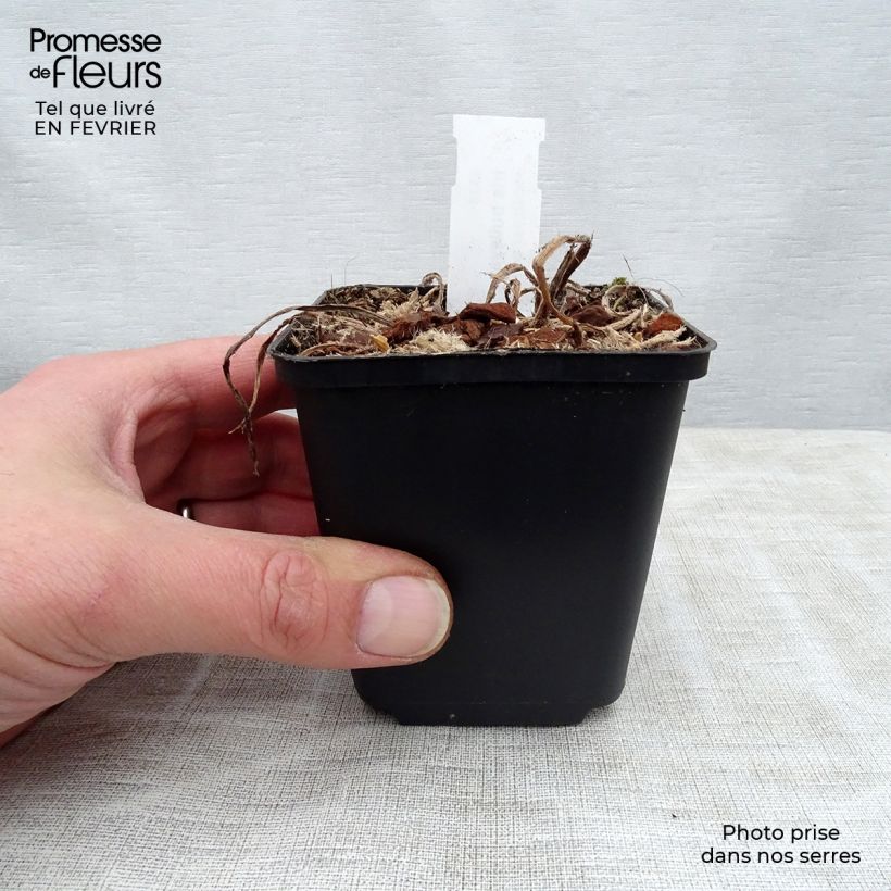 Iris bulleyana 8/9 cm pot sample as delivered in winter